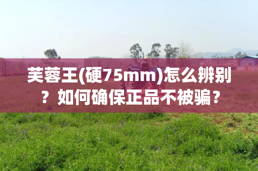 芙蓉王(硬75mm)怎么辨别？如何确保正品不被骗？